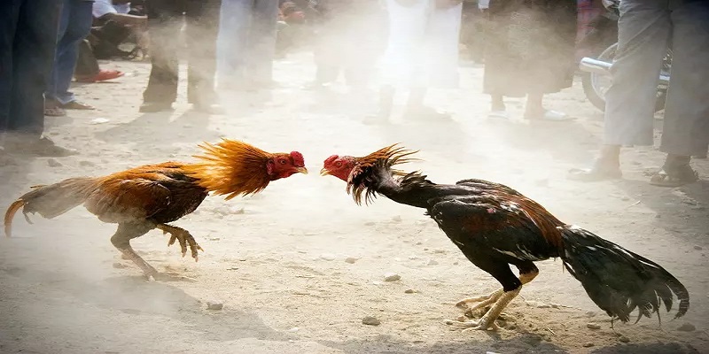 Bí quyết chơi đá gà FUN88 hiệu quả