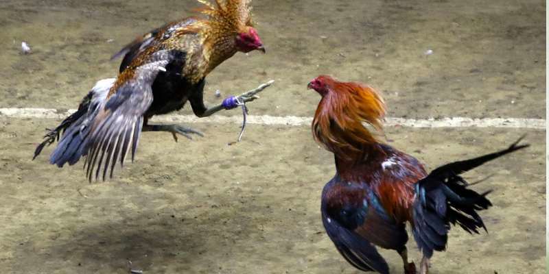 Tổng quan về sảnh đá gà FUN88